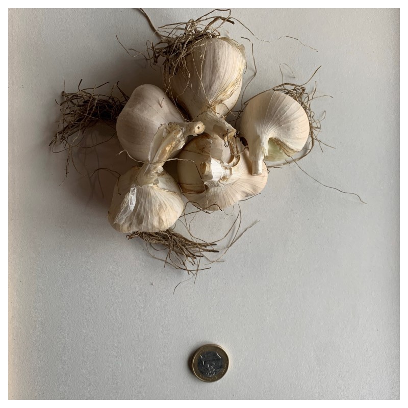 Allium amethystinum 'Red Mohican'