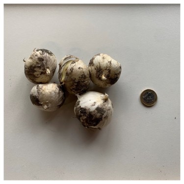 Allium ampeloprasum 'Green Drops'