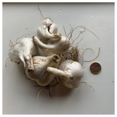 Allium ampeloprasum 'Rose Picture'