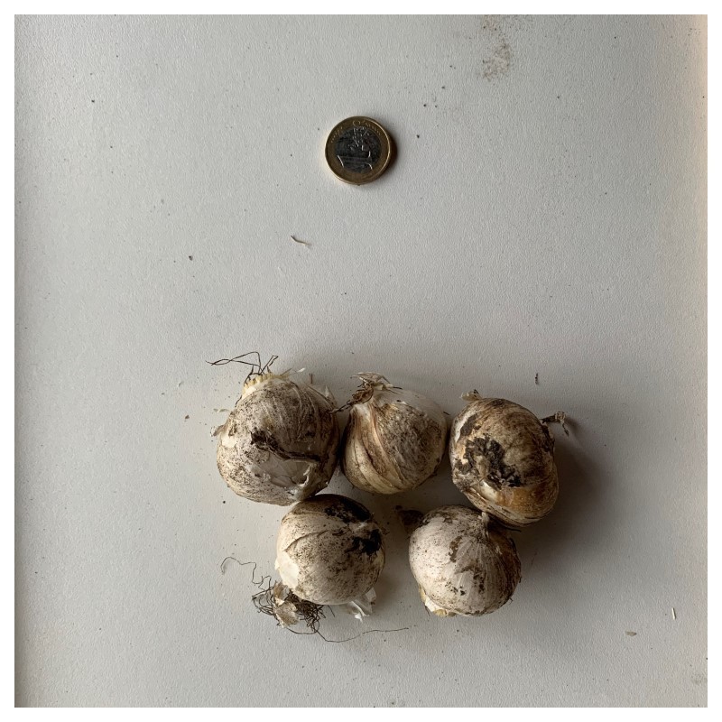 Allium atropurpureum