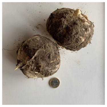 Allium backhousianum 'Green Graze'