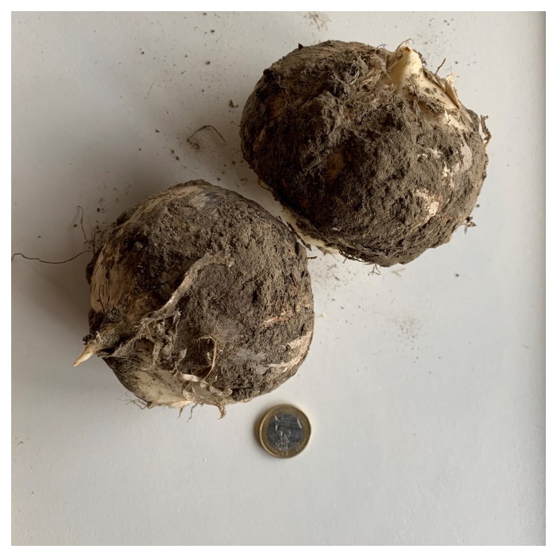 Allium backhousianum 'Green Graze'