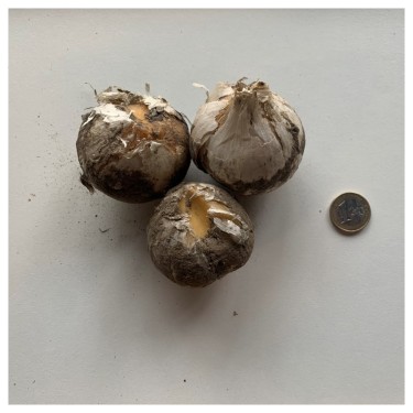 Allium basalticum 'Silver Spring'