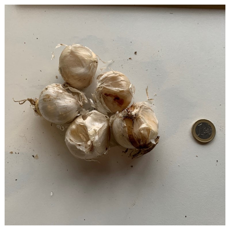 Allium jesdianum 'Shing'