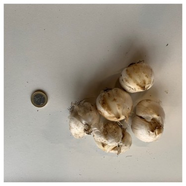 Allium karataviense 'Ivory Queen'