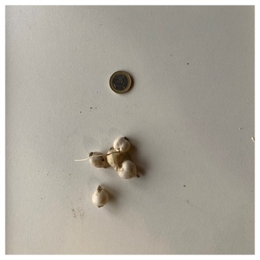 Allium moly 'Jeannine'