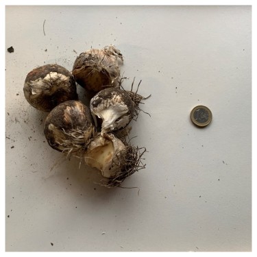 Allium nigrum 'Pink Jewel'