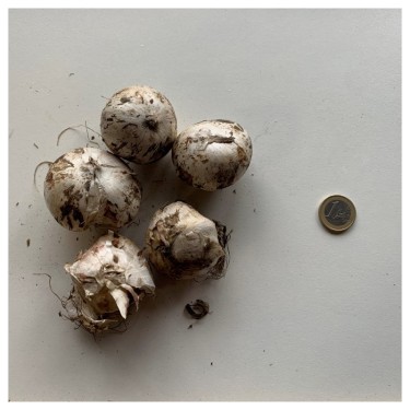 Allium rosenbachianum 'Early Emperor'