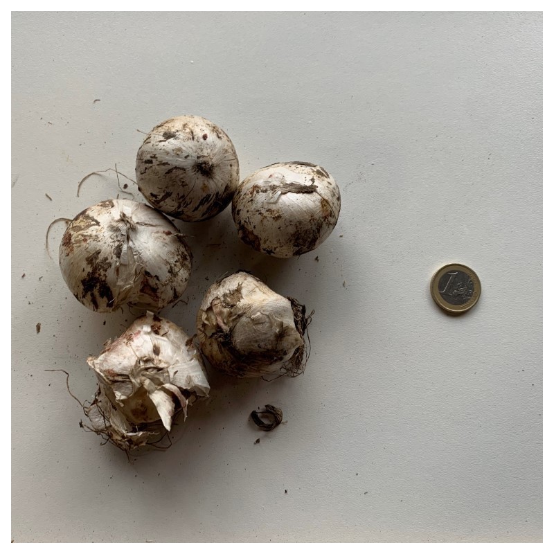 Allium rosenbachianum 'Early Emperor'