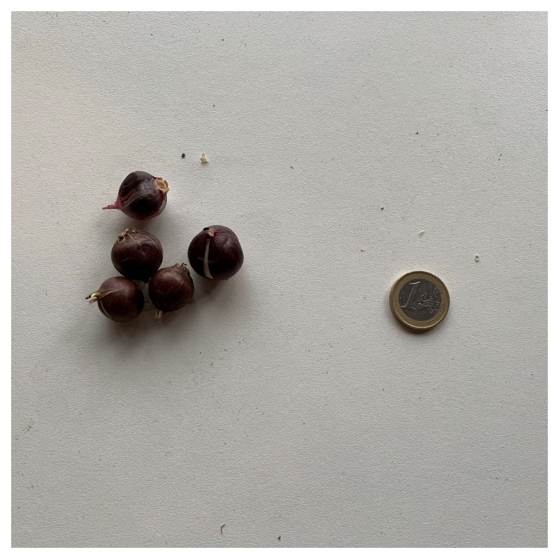 Allium scorodoprasum 'Art'