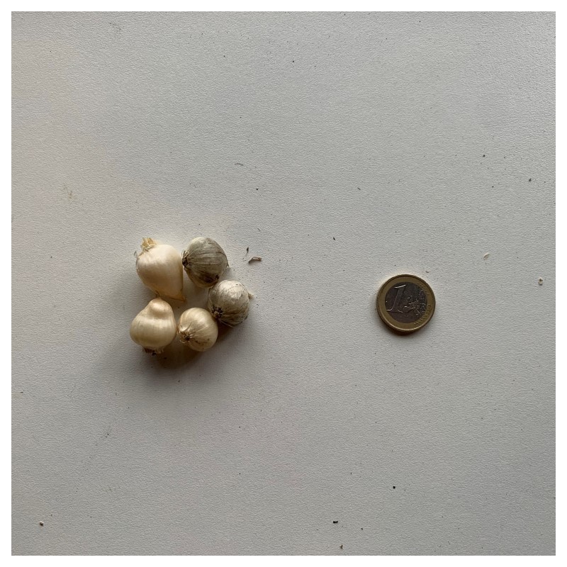 Allium sphaerocephalon