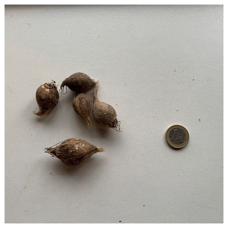 Allium sativum v. ophioscorodon