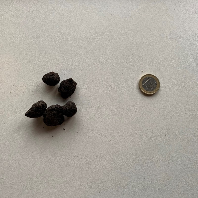 Anemone blanda 'Blue Shades'