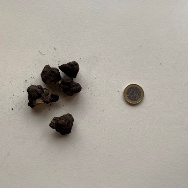 Anemone blanda 'Charmer'