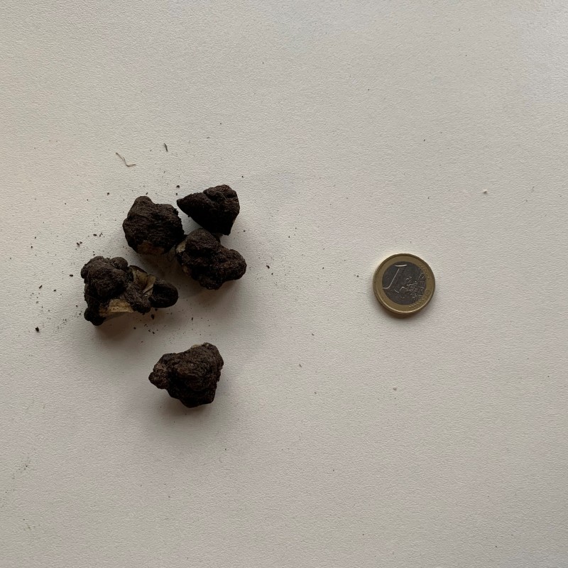 Anemone blanda 'Charmer'