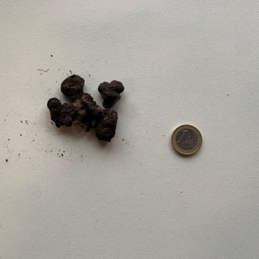 Anemone blanda 'Radar'