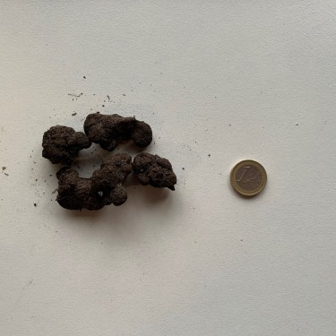 Anemone blanda 'White Splendour'