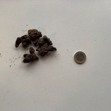 Anemone coronaria 'Mr. Fokker'