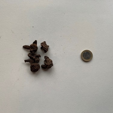 Anemone coronaria 'Admiral'