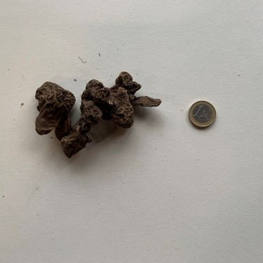 Anemone coronaria 'Duet'