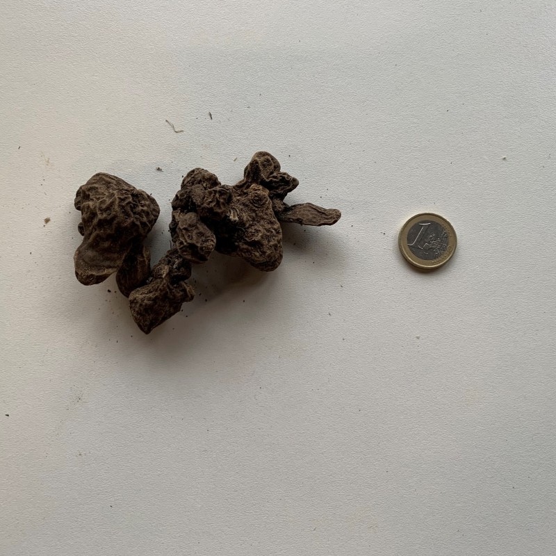 Anemone coronaria 'Duet'