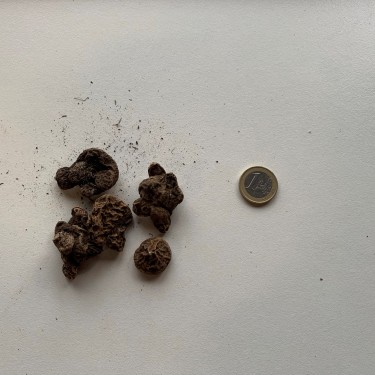 Anemone coronaria 'De Caen'