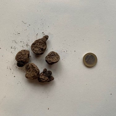 Anemone coronaria 'Governor'