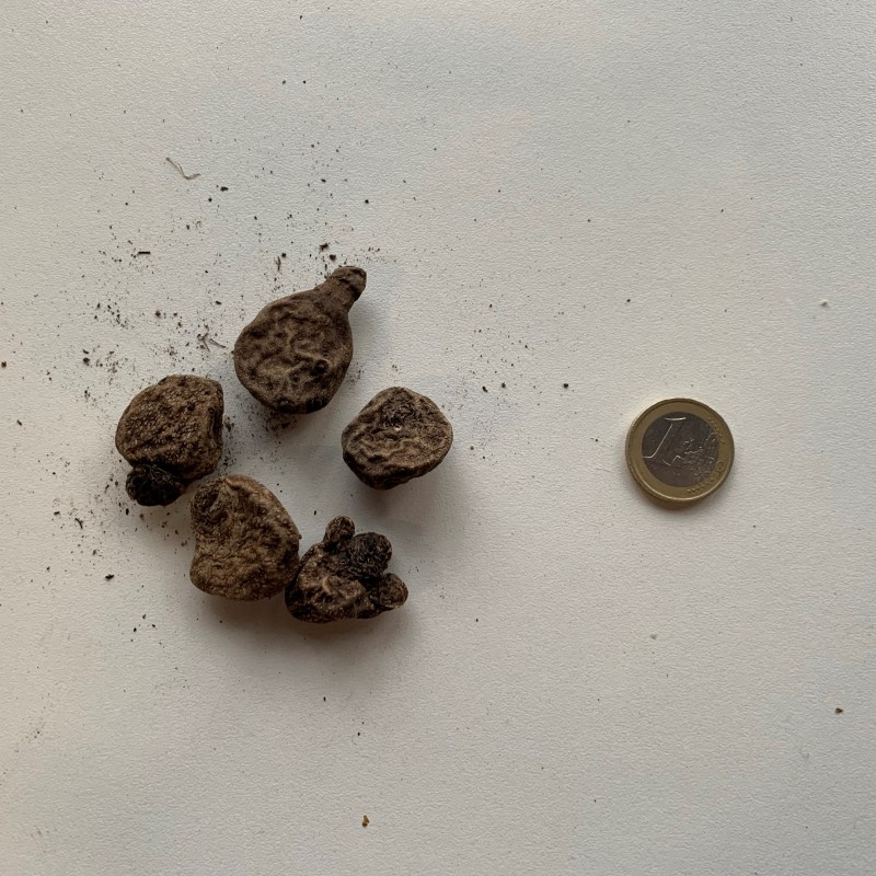 Anemone coronaria 'Governor'