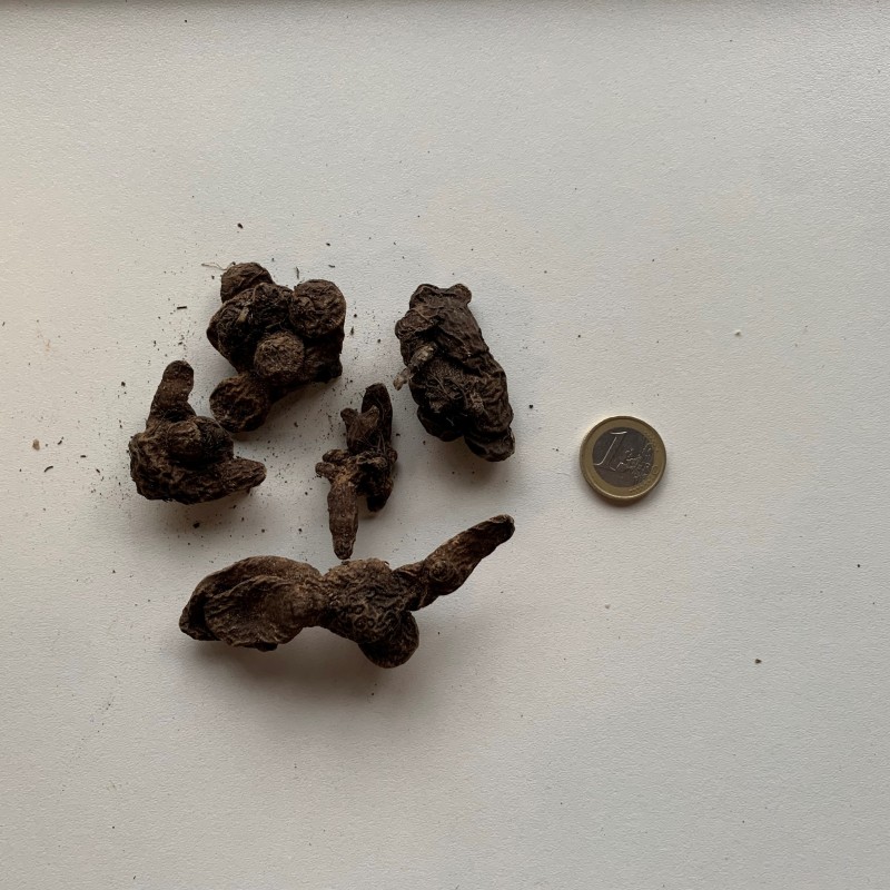 Anemone coronaria 'Hollandia'