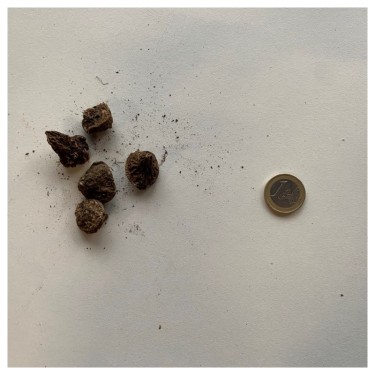 Anemone coronaria 'Sylphide'