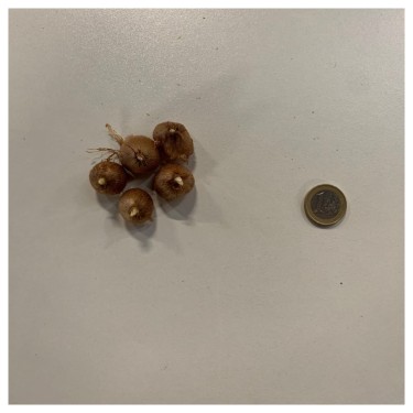 Crocus vernus 'Striped Beauty'