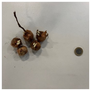 Crocus flavus 'Golden Yellow'