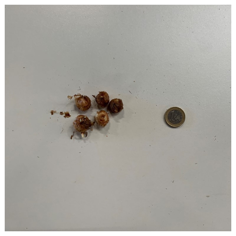 Crocus tommasinianus