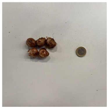 Crocus tommasinianus 'Barr's Purple' 