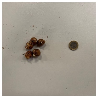 Crocus tommasinianus 'Whitewell Purple'