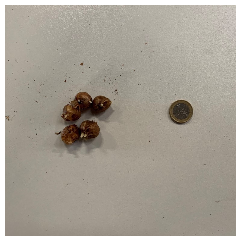 Crocus tommasinianus 'Whitewell Purple'