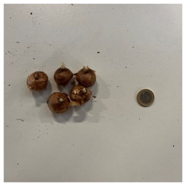 Crocus vernus 'Flower Record'