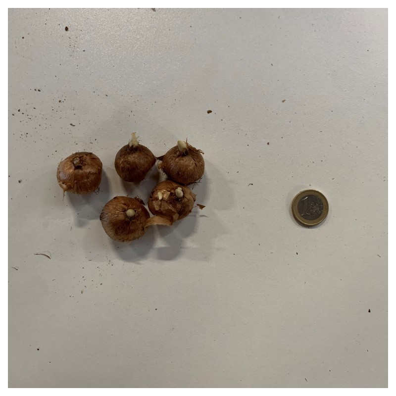 Crocus vernus 'Flower Record'