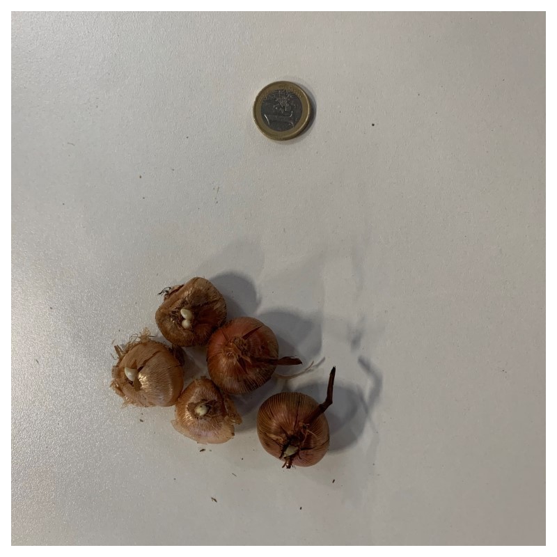 Crocus vernus -gemengd- 