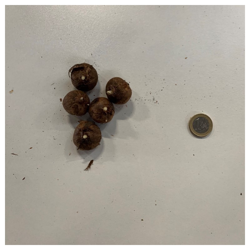 Crocus vernus 'Grand Maitre'