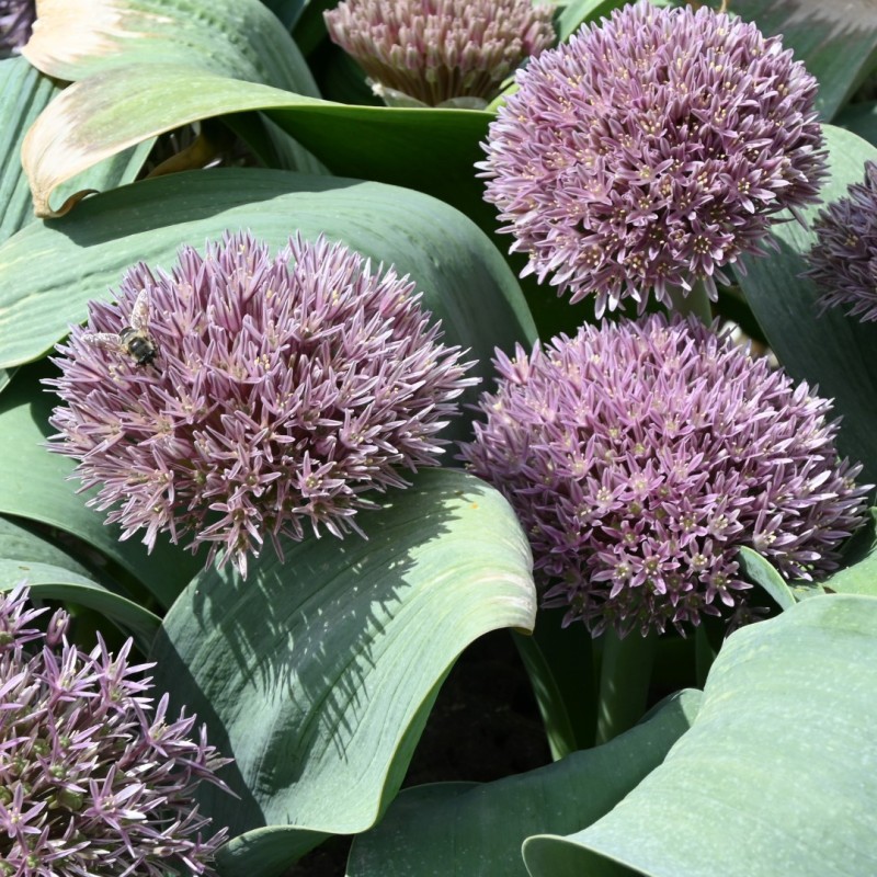 Allium akaka