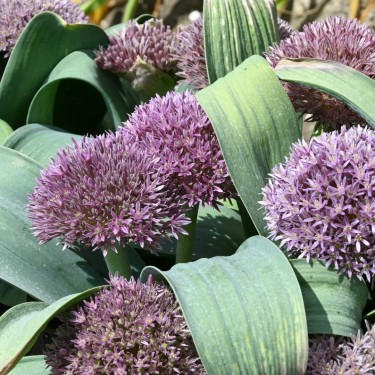 Allium akaka