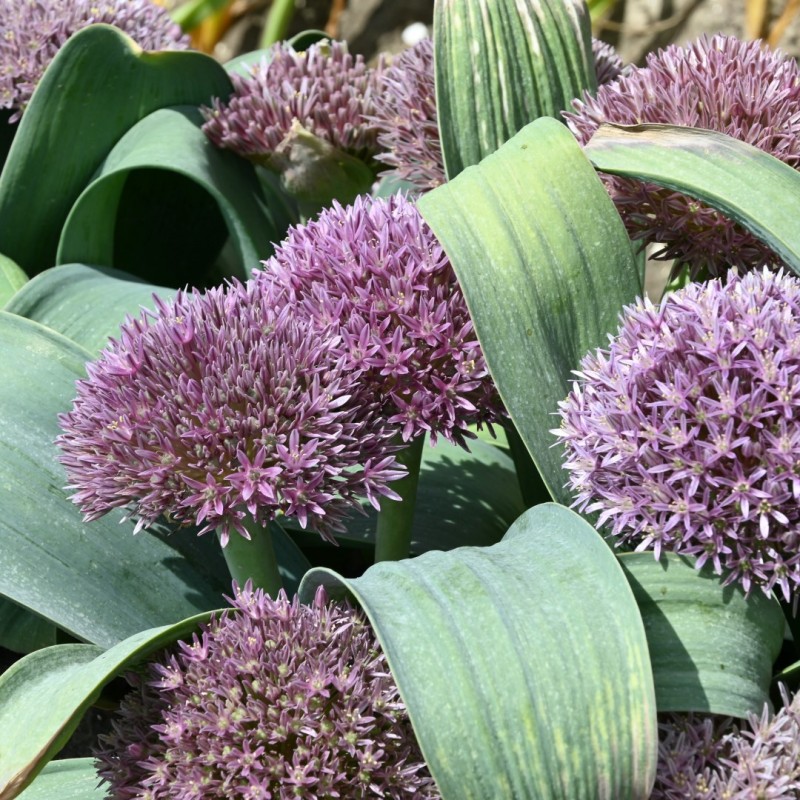 Allium akaka