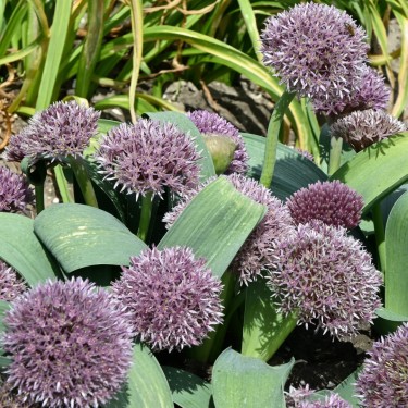 Allium akaka