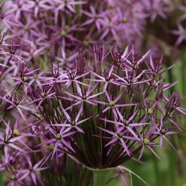 Allium christophii