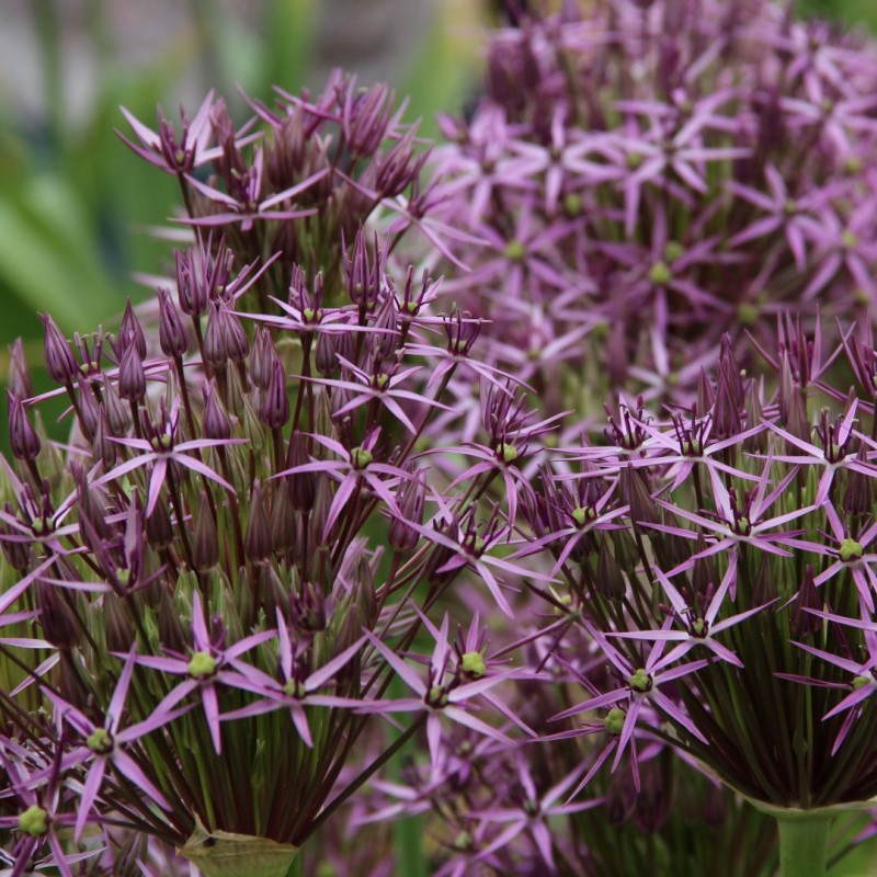 Allium christophii