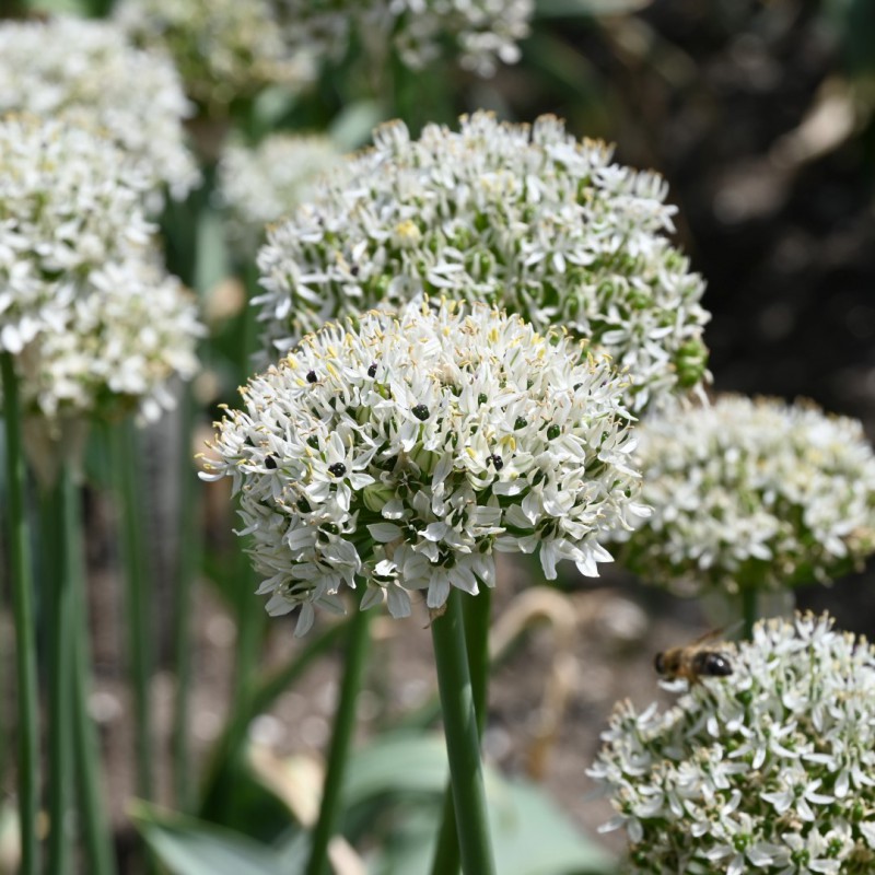 Allium colchicifolium