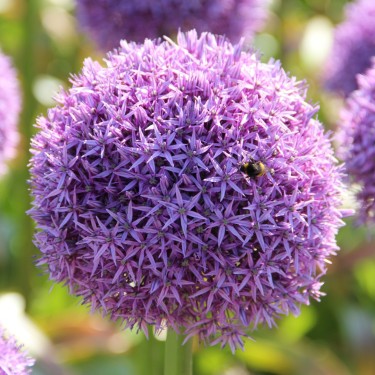 Allium 'Globemaster'