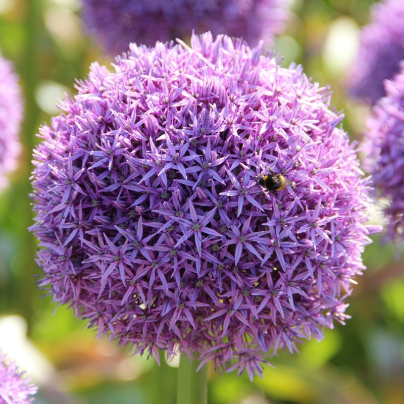 Allium 'Globemaster'