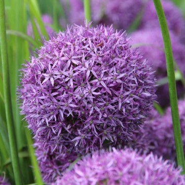 Allium 'Globemaster'